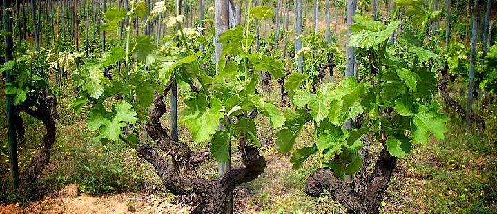 Pieds de syrah au printemps