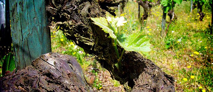 Très vieux pied de syrah au début du printemps