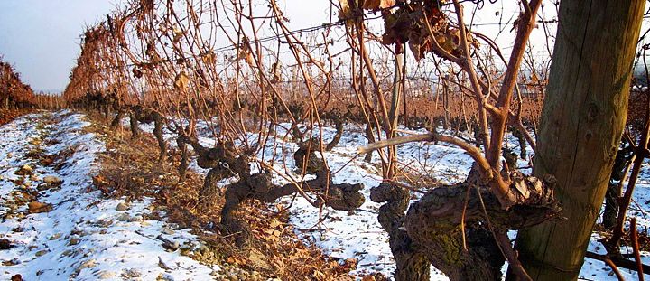 Hiver en Hermitage