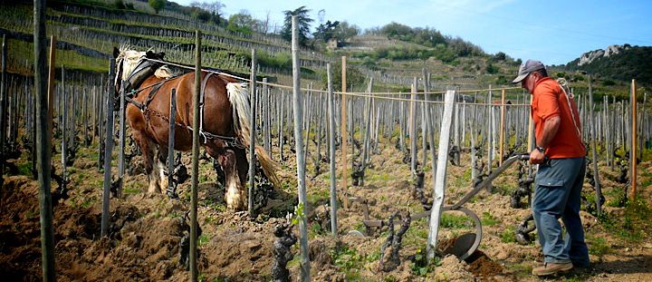Cornas : labours au domaine Voge