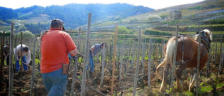 Cornas : travail des sols au cheval (et au piochon !)