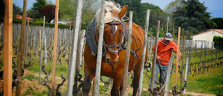 Cornas : le cheval revient