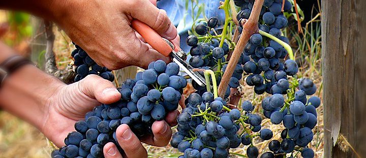 Saint Joseph 2009 : une belle grappe de syrah bien mûre