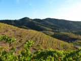 Les grenaches sont tout naturellement en bas, plus exposés au soleil et à la chaleur