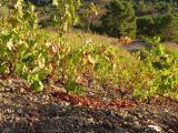 Il reste quelques grapillons qui finissent de mûrir au soleil