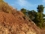 Les parcelles ont trouvé leur place entre les cailloux et la forêt, tout n'est pas exploitable dans ces sols pauvres et caillouteux