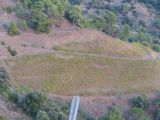 La parcelle de carignans vue du haut