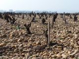 Les galets ont été charriés par le rhône, au milieu d'autres pierres. Au fil du temps seuls ces galets de pure silice ont résisté et sont toujours présents, les autres minéraux s'étant dégradés.