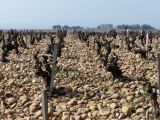 Et c'est cette dégradation en sous-sol qui assure l'alimentation en eau et en nutriments de la vigne. Il est impressionnant de voir de tels alignements au milieu des cailloux : nous sommes vraiment au coeur des galets roulés !