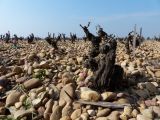 Le grenache est un cépage qui développe des pieds impressionnants, même s'il existe plus gros que celui-ci !