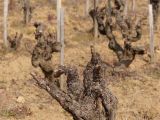 Autre exemple d'un beau pied de grenache, dans un environnement totalement différent.