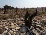 Là aussi les vignes poussent dans les cailloux. C'est plutôt un secteur de cépages blancs, mais pas seulement. 