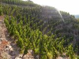 En cette belle matinée ensoleillée, les vignes sont belles