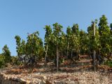 De belles vignes et des grappes saines, qui ne demandent qu'encore un peu de temps et si possible une bonne pluie