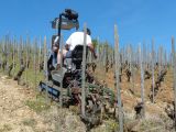 Peu de risque d'avoir à doubler ou d'être dépassé ! Les rétroviseurs servent à voir où passe la charrue par rapport aux pieds de vigne