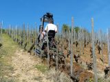 Si les vignes sont plantées dans la pente, le chenillard monte sans risques et une seule personne suffit