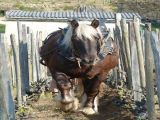 Voici Samson, 12 ans d'âge et de race Comtoise, partagé avec un autre vigneron