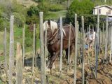 Travail d'équipe, dans le calme et la beauté du printemps