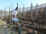 Une charrue adaptée, qui ne déverse que d'un côté afin de faire remonter la terre sur cette parcelle en devers