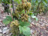 De grosses et belles grappes de marsanne